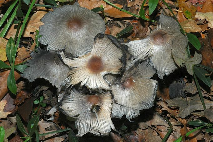 Coprinopsis picacea: la gazza tra i funghi dellinchiostro